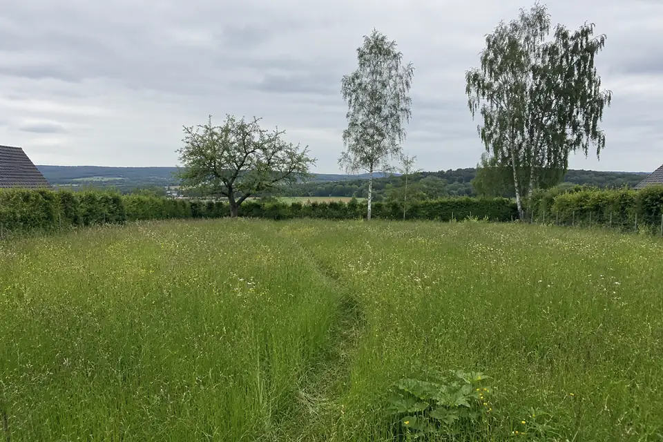Unbebautes Wiesengrundstück mit gemähtem Pfad, einem Obstbaum und zwei Birken, dahinter eine Hecke als Grenze und ein bewaldeter Höhenzug